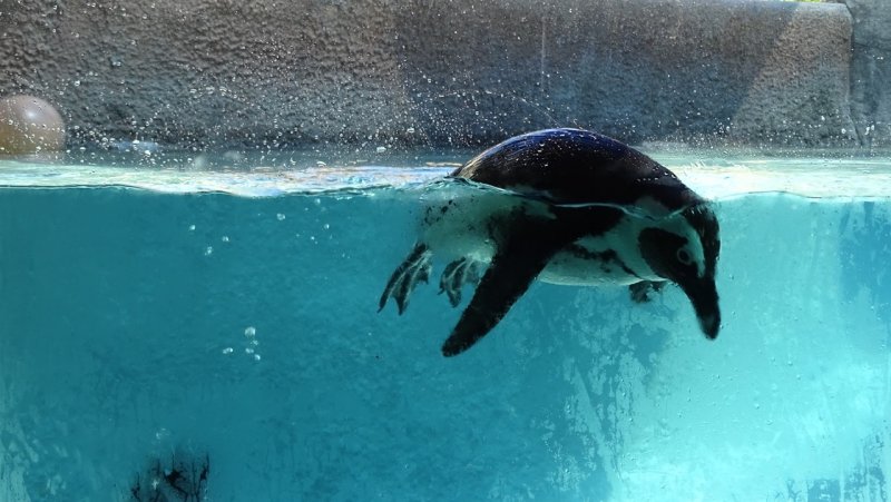 San Diego Zoo Penguin