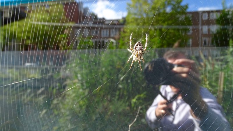 Amsterdam Spider