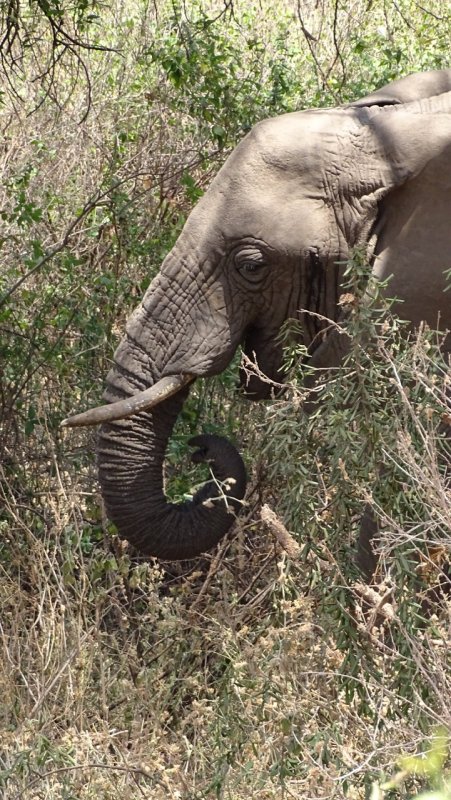 Lake Manyara National Park Elephant