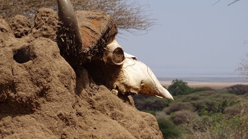 Lake Manyara National Park Skull