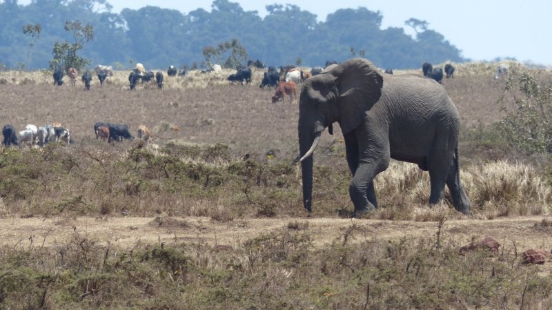 Elephant near a Maasai Village