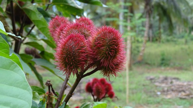 Spice Farm Tour