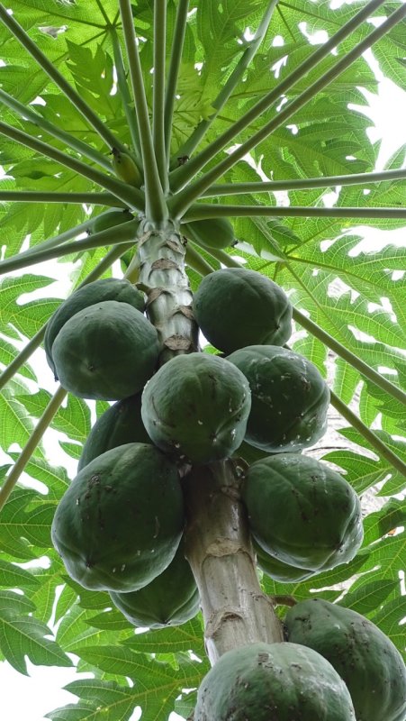 Papaya Tree