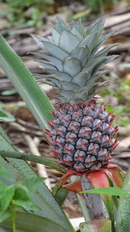 Pineapple