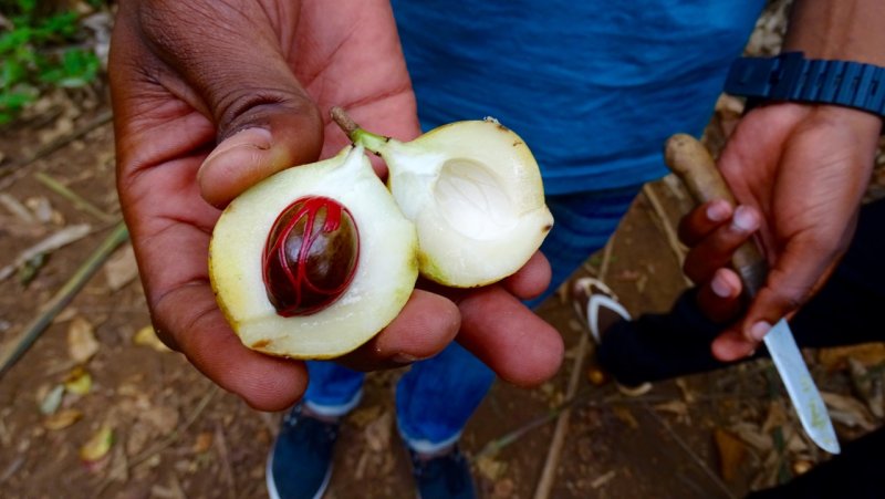 Spice Farm Tour