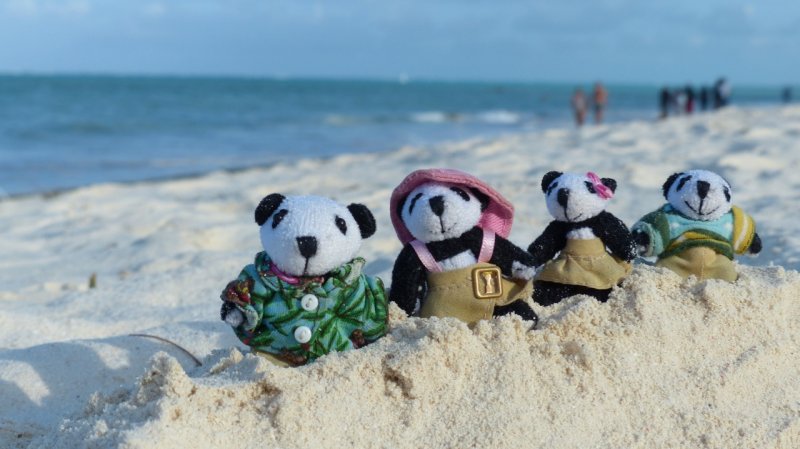 The Pandafords visit Kiwengwa Beach, Zanzibar