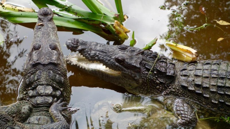 Grand Mayan Crocodile Pond