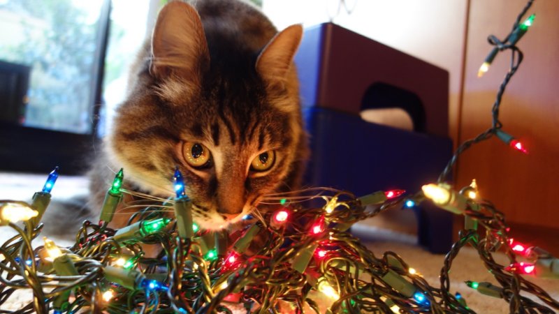 Rocky with Christmas Lights