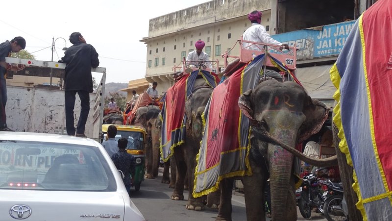 Elephant Traffic Jam