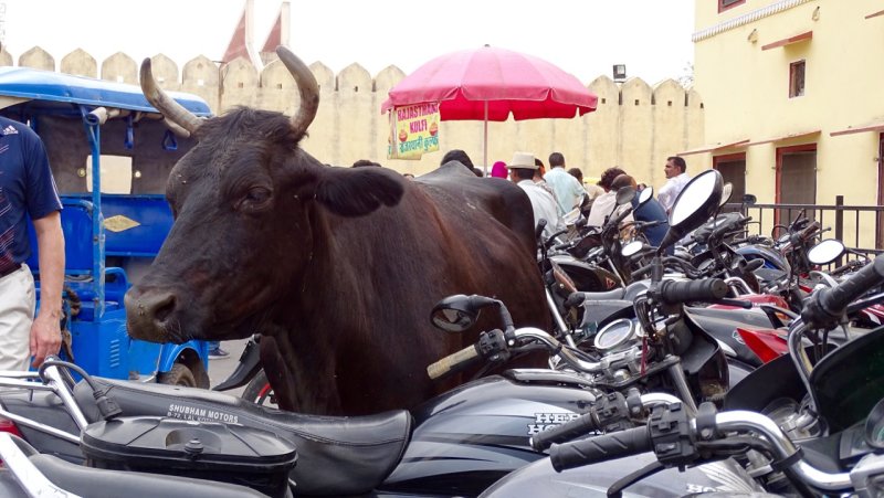 Bull with Motorcycles