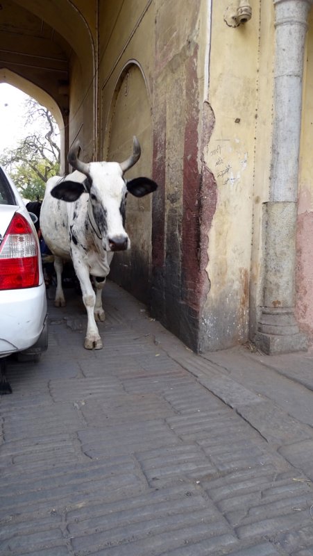 Cow Traffic Jam