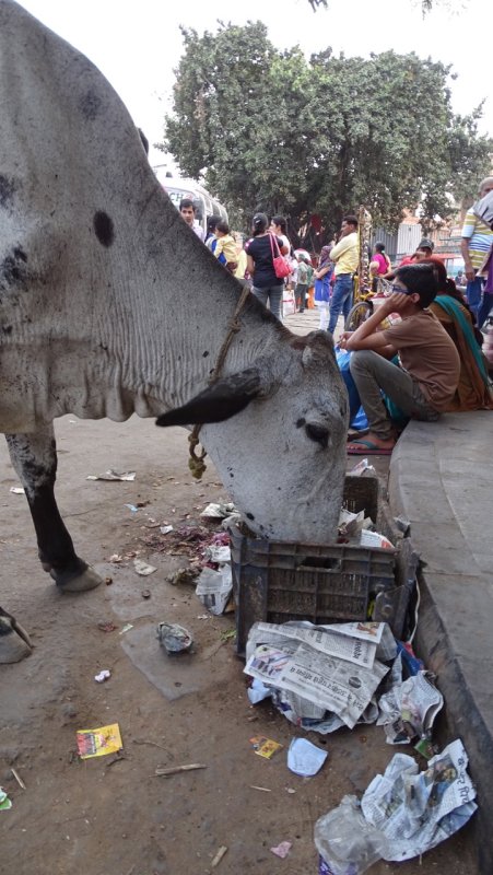 Street Cow