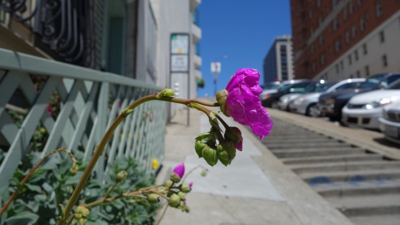 Nob Hill Inn Flower