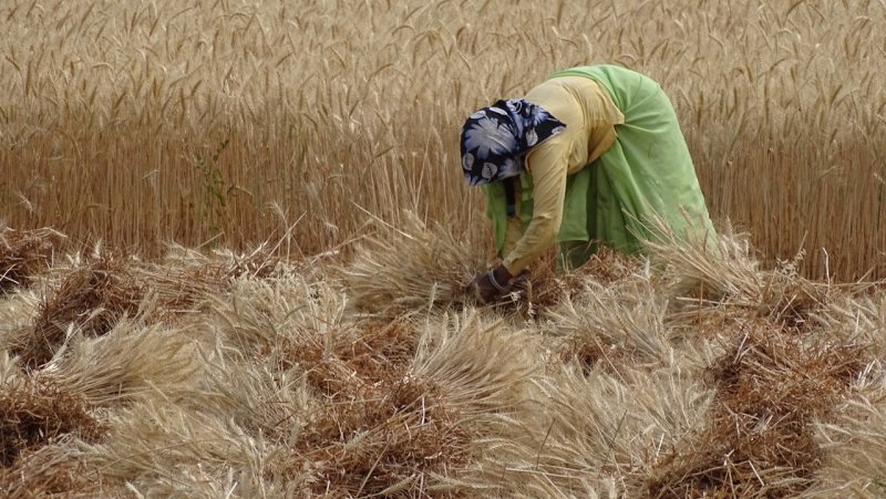 Rajasthan Farmer