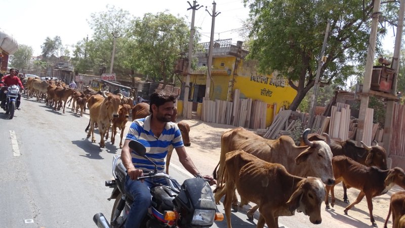 Rajasthan Cattle Drive
