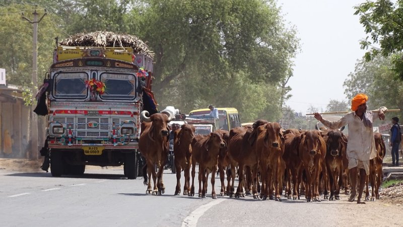 Rajasthan Cattle Drive