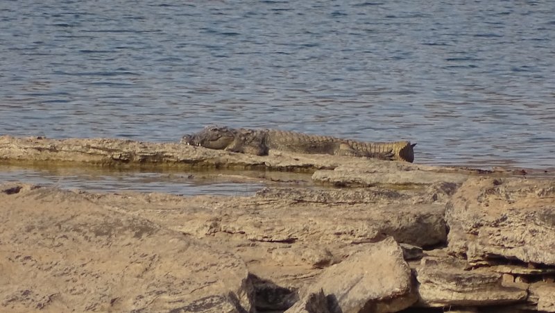 Panna Tiger Reserve Crocodile