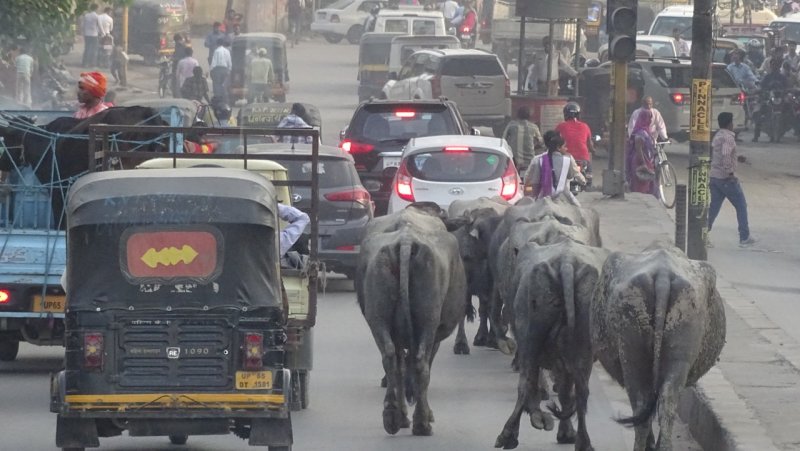 Varanasi City Cow Herd