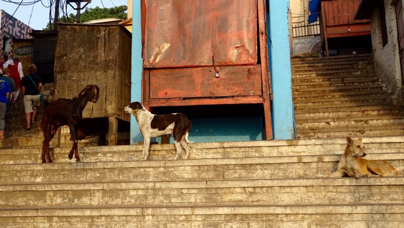 Ganges Riverside Dogs and a Goat