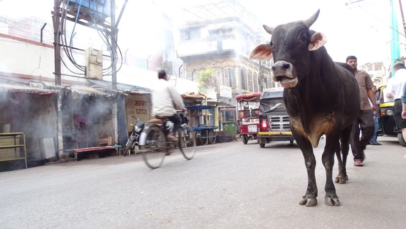 Varanasi Street Cow