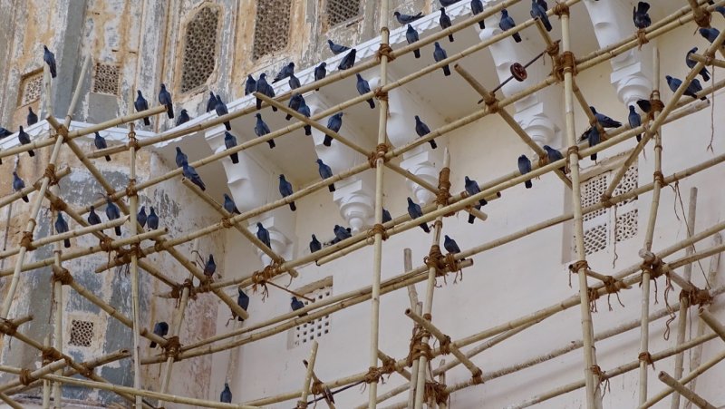 Udaipur City Palace Pigeons