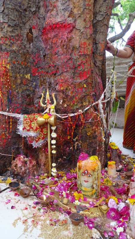 Sacred Hindu Tree