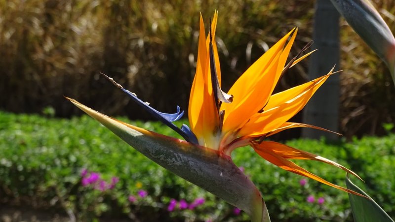 Bird of Paradise Flower