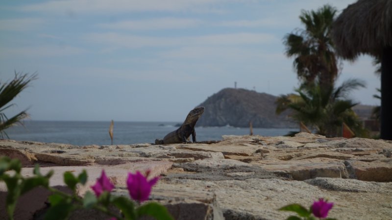 Hacienda del Mar Iguana