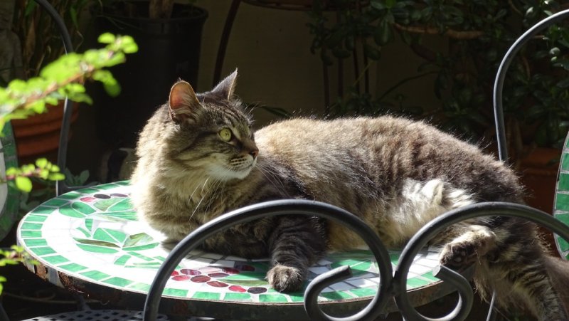 Rocky on the garden table