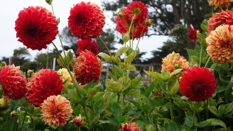 Fort Mason Community Garden