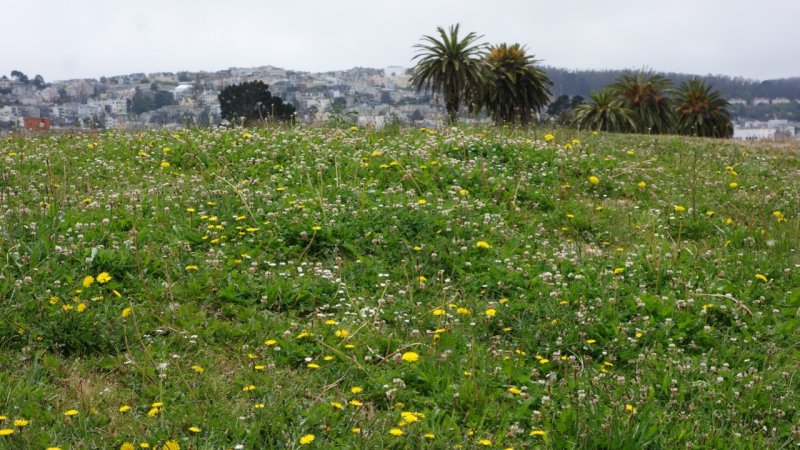 Great Meadow Park at Fort Mason
