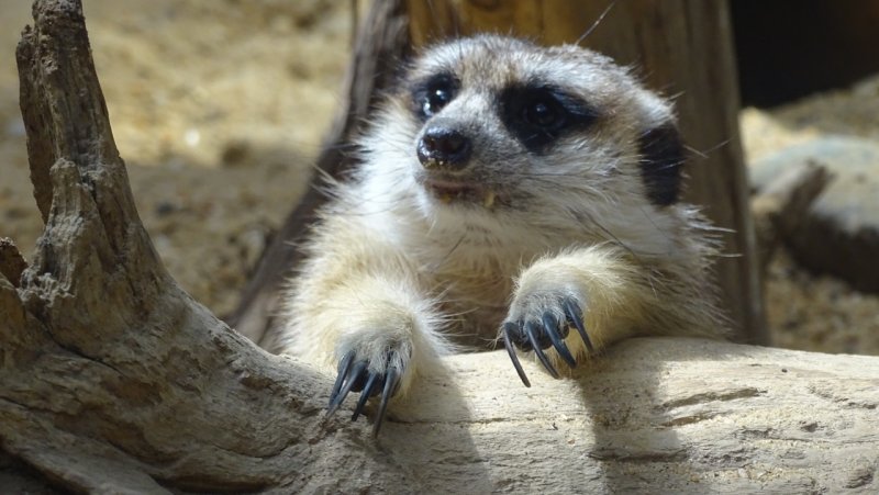 Smithsonians National Zoo Meerkat