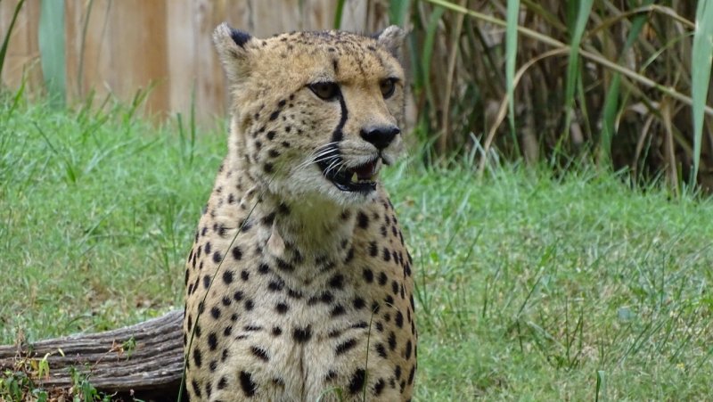 National Zoo Cheetah