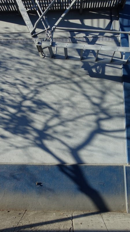9th Street Tree Shadows