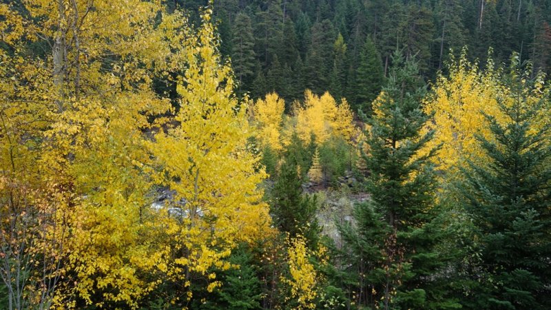 Fall Colors Along the Hood River