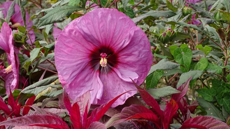 Washington DC Hibiscus