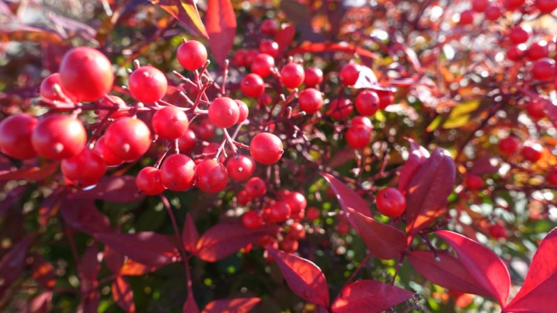 Red Berries on Christmas Day