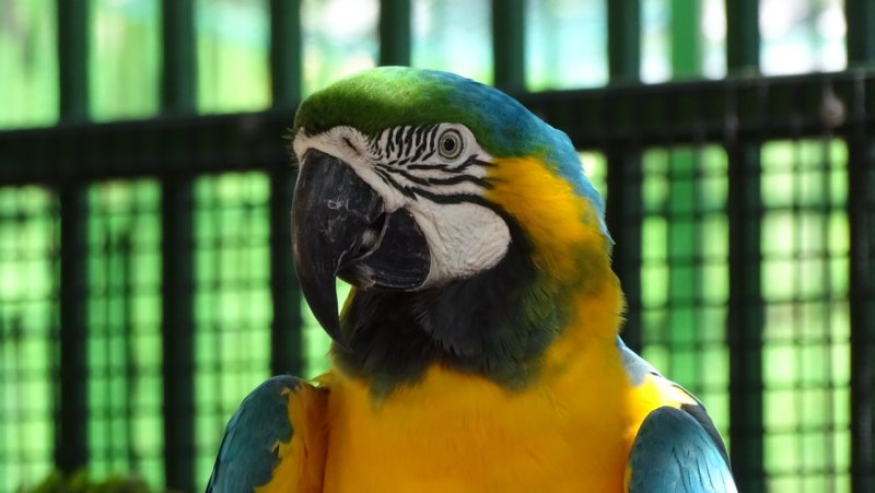 Paradise Village Parrot