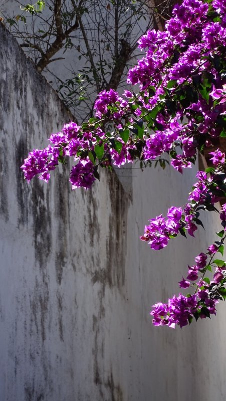 San Sebastin del Oeste  Bougainvillea