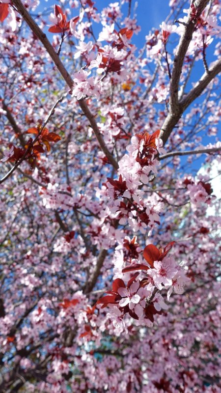 Valentines Day Cherry Blossoms