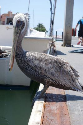 Marina Pelican