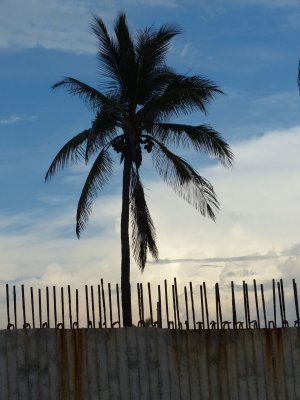 Rust, Rebar, Concrete and Palm Tree