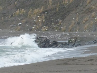 Goat Rock State Beach