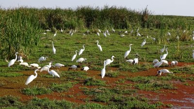 Lake Manyara National Park