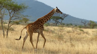 Serengeti National Park