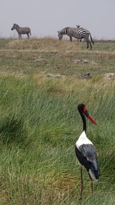 Serengeti National Park