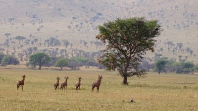 Serengeti National Park