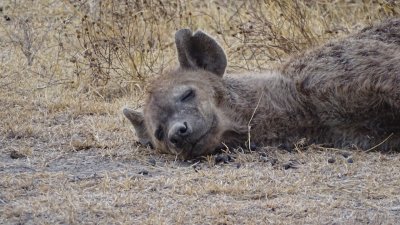 Ngorongoro Crater