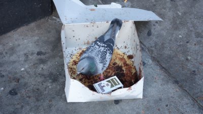 Pigeon in Cake Box with Pack of Cigarettes