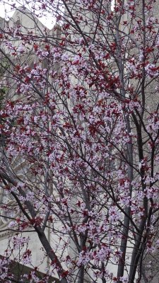 Nob Hill Cherry Blossoms